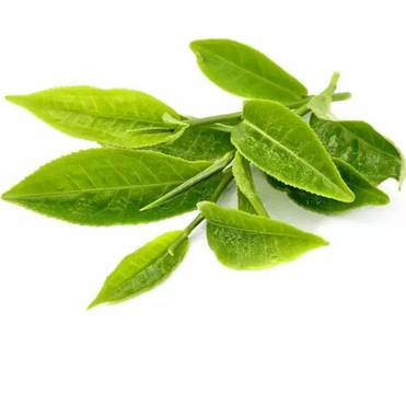 Green tea extract