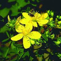 St.John' Wort Extract