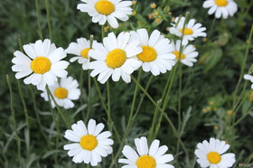 pyrethrum