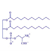 phosphatidylserine