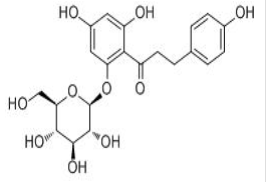 Phlorizin