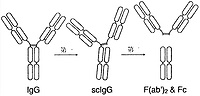 Cysteine protease(E-64)