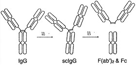 Cysteine protease(E-64)