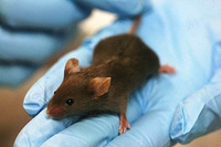 Immunodeficient mice and humanized liver mice