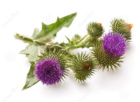 Milk Thistle Extract / silymarin