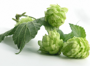 HOP EXTRACT