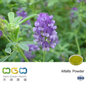 Alfalfa Powder