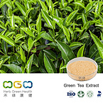 Green Tea Extract