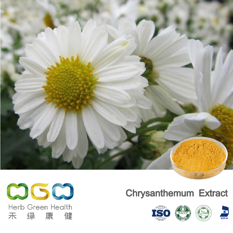 Chrysanthemum Extract