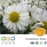 Chrysanthemum Extract