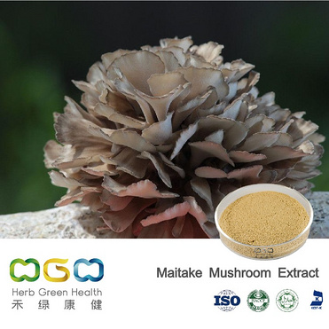 Maitake Mushroom Extract