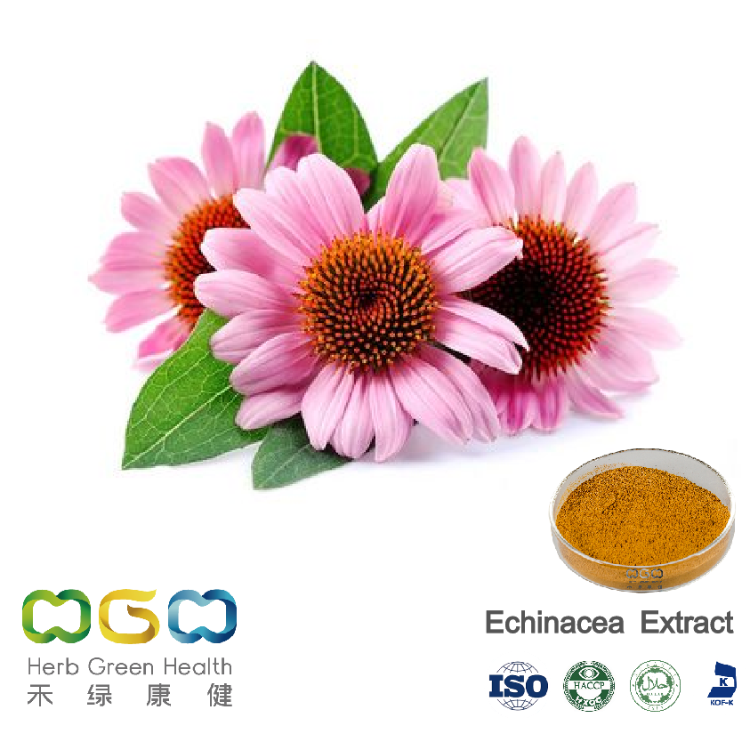 Echinacea Extract