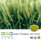 Organic Wheatgrass Juice Powder