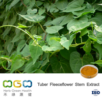 Tuber Fleeceflower Stem Extract