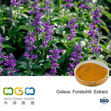 Coleus Forskohlii Extract