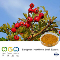 European Hawthorn Leaf Extract