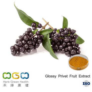 Glossy Privet Fruit Extract