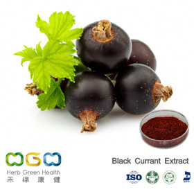 Black Currant Extract