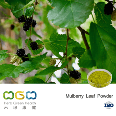 Mulberry Leaf Powder