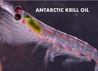 100% pure deep sea enrich Omega-3 nutritional anti-oxidant Antarctic Krill Oil