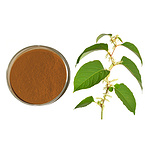 Polygonum Cuspidatum Extract Resveratrol 50% Powder