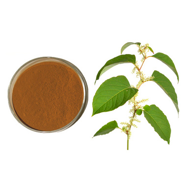 Polygonum Cuspidatum Extract Resveratrol 50% Powder