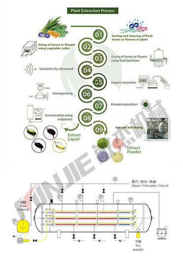 Low temperature vacuum belt dryer for natural extract antioxidant & antimicrobials