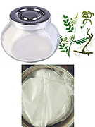 Monoammonium Glycyrrhizinate