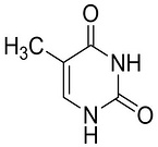 Thymine