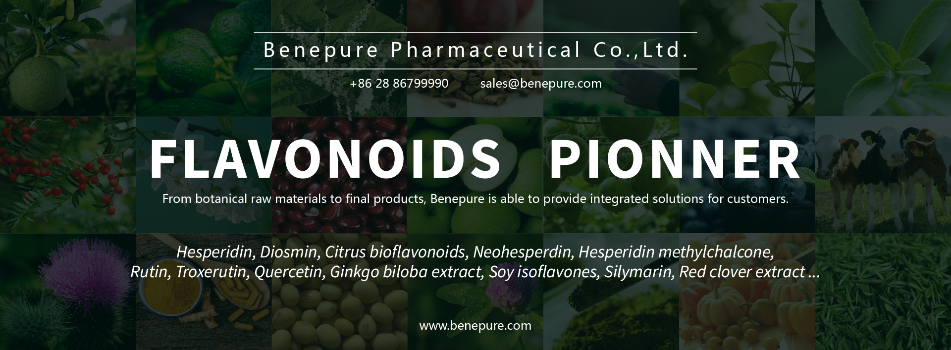 Saw Palmetto Extract  