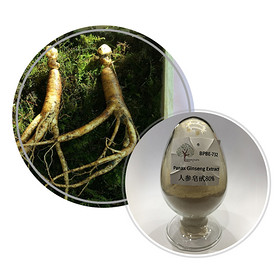 Panax Ginseng Extract