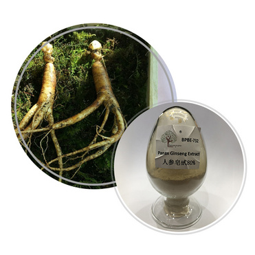 Panax Ginseng Extract