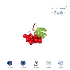 Hawthorn Extract