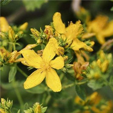 St. John's Wort Extract