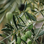 Oleuropein