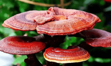 Ganoderma lucidum spore powder