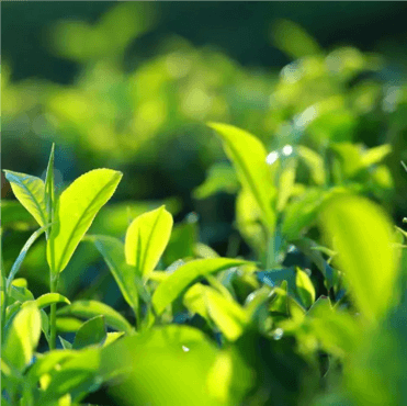 Green Tea Polyphenols