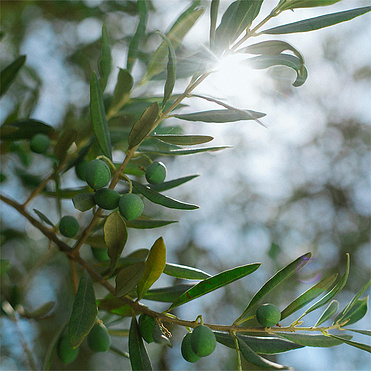 Olive Leaf Powder