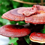 Reishi