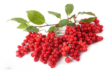 Schisandra chinensis Powder