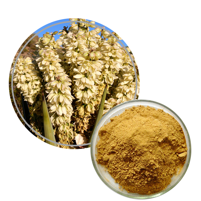 Yucca Extract  