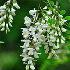 Quercetin