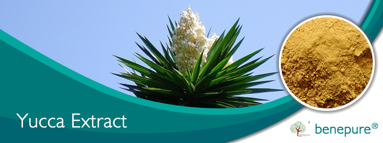 Yucca Extract  