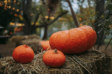 Pumpkin Powder