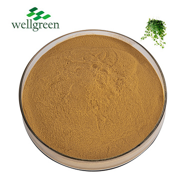 Ivy Stem Extract Hederagenin Hederacosides