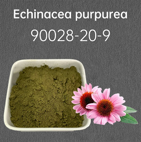 Echinacea purpurea