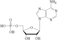 5’-Adenosine Monophosphate free acid