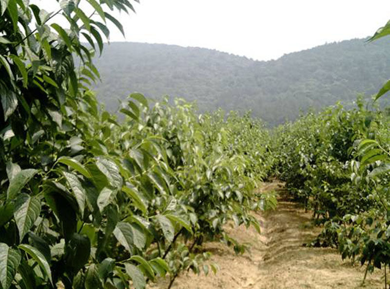 Eucommia Leaf Extract Chlorogenic Acid 5%  Veterinary medicine material  