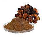 Chaga extract, Chaga mushroom extract