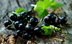 Blackcurrant Extract